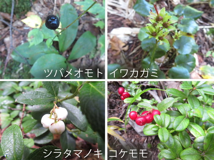 photo：足元に小さな実・ツバメオモト,イワカガミ,シラタマノキ,コケモモ・まが玉の丘