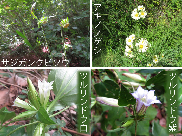 photo：小さな花が集まって・オクモミジハグマ, ヌスビトハギ,オオイタドリ・地附山、大峰山