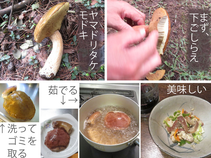 photo：いただいたキノコで舌鼓・ヤマドリタケモドキ