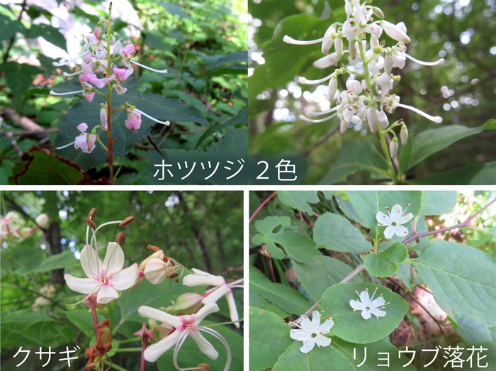photo：木の花・ホツツジ２色,クサギ,リョウブの落花・地附山