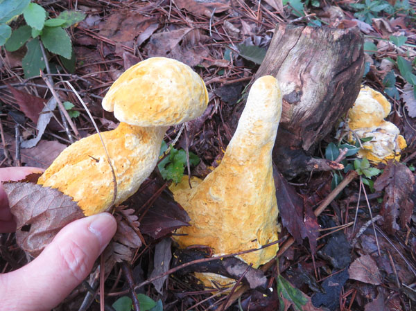 photo：キノコが変形した・タケリタケ？・地附山