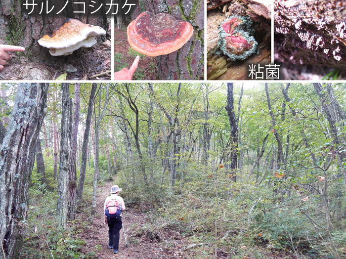 photo：雑木林の山稜・若穂太郎山