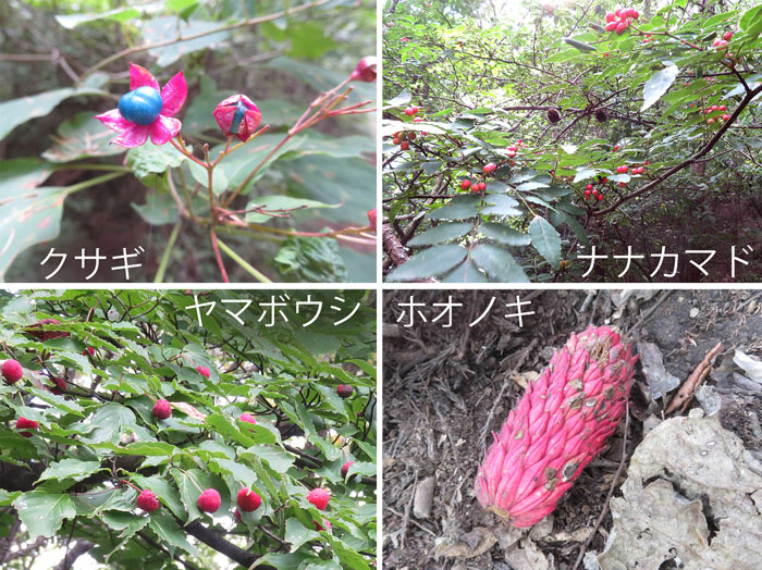 photo：クサギ,ナナカマド,ヤマボウシ,ホウノキ・若穂太郎山