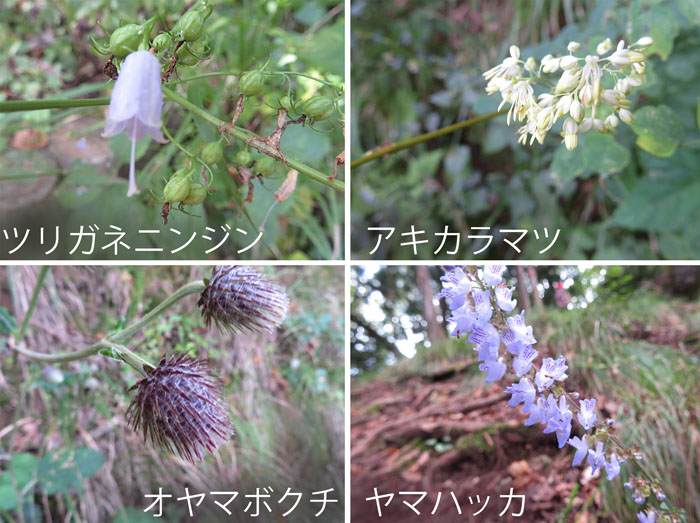 photo：ツリガネニンジン,アキカラマツ,オヤマボクチ,ヤマハッカ・若穂太郎山