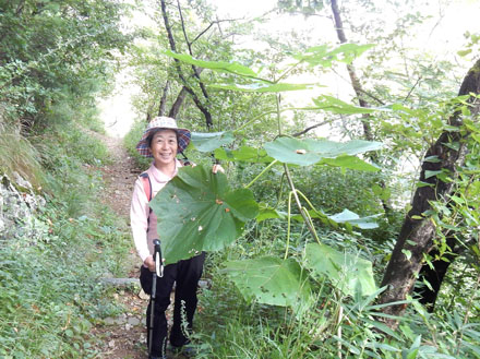 photo：登り始め　大きなキリの葉・若穂太郎山