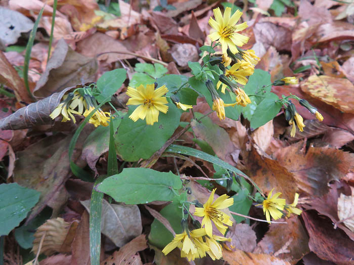 photoヤクシソウ