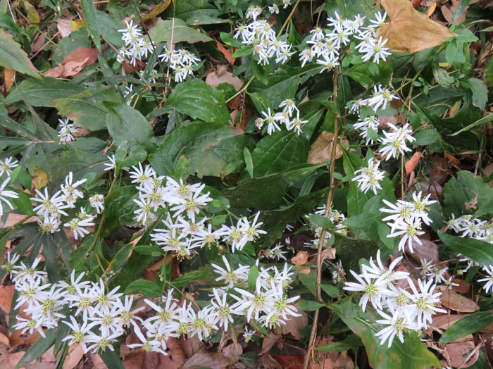 photoシロヨメナ