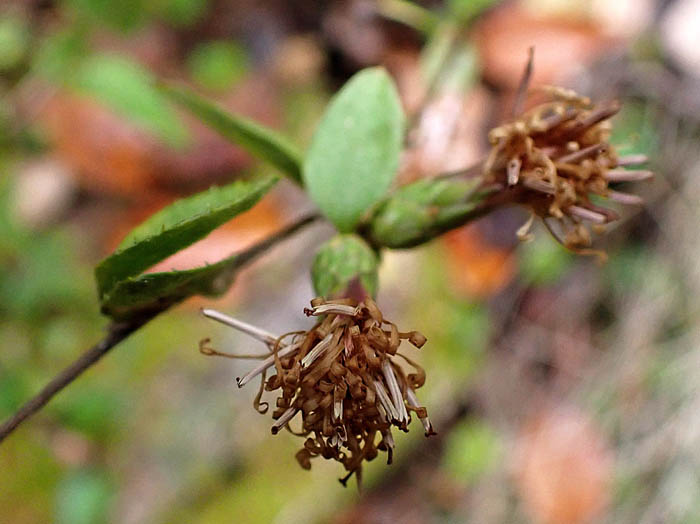 photoコウヤボウキ