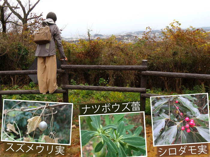 photo15スズメウリ実,ナツボウズ蕾」,シロダモ実