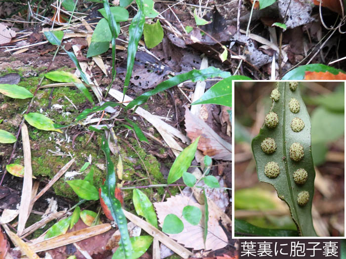 photoノキシノブ