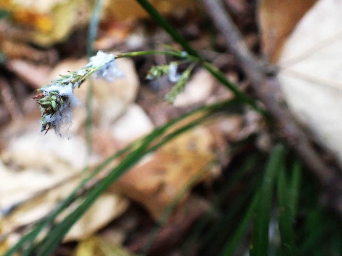 photoナキリスゲ