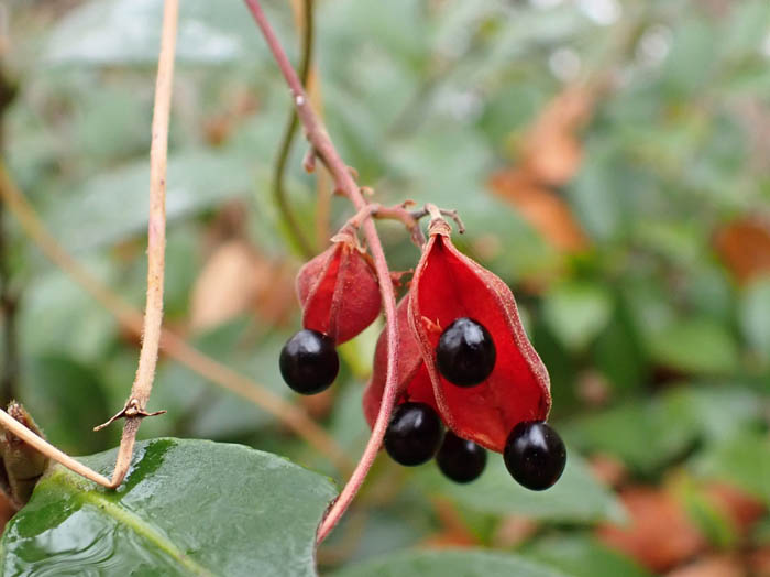 photoトキリマメ