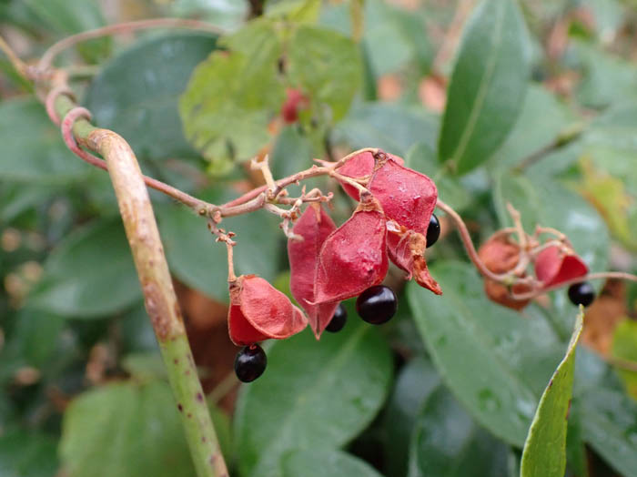 photoトキリマメ