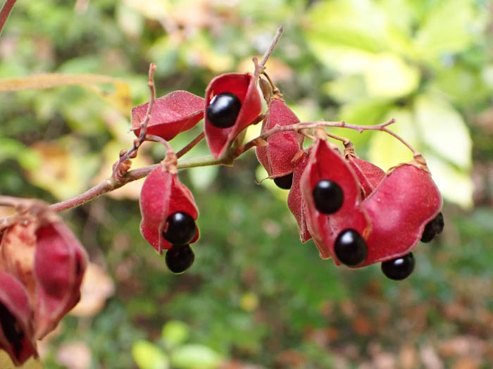 photoトキリマメ