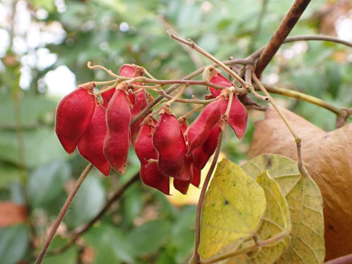 photoトキリマメ