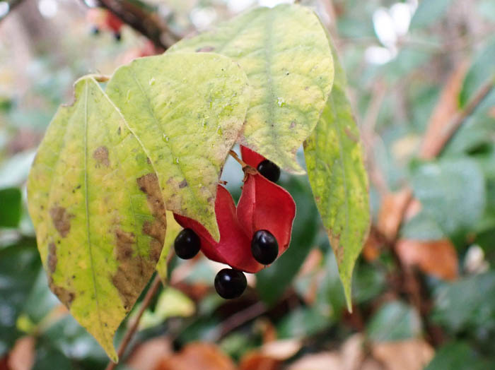 photoトキリマメ