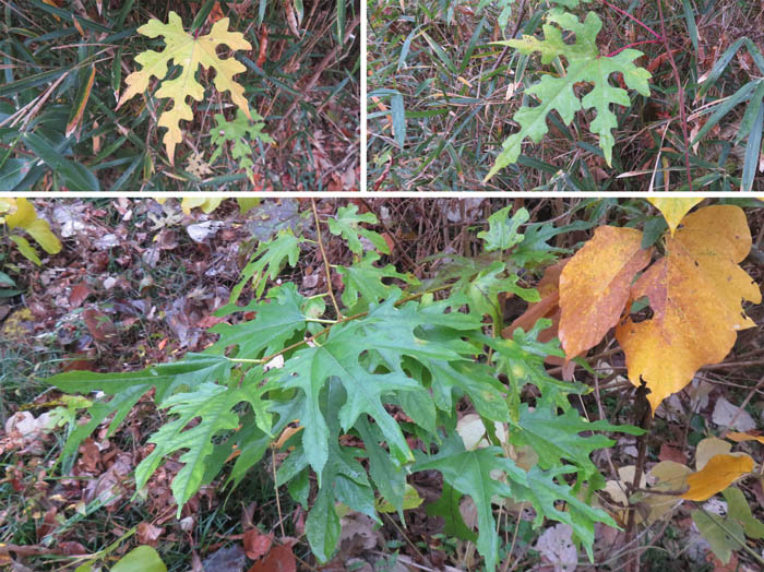 photo5複雑な形の葉はなんだろう