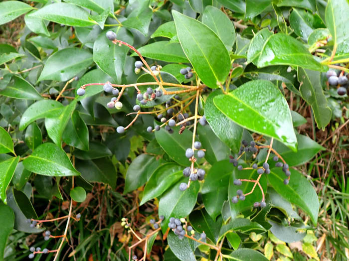 photoトウネズミモチ