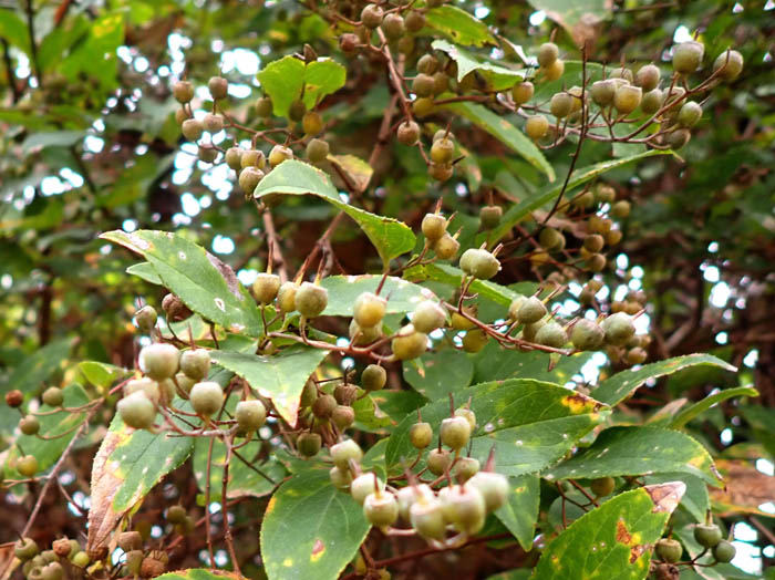 photoマルバウツギ