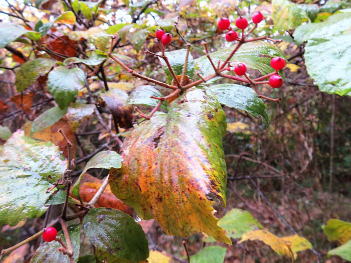 photoガマズミ