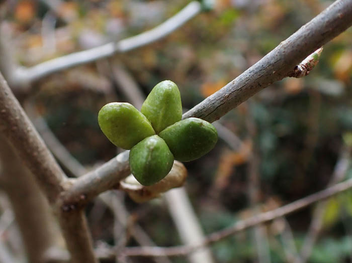 photoコクサギ