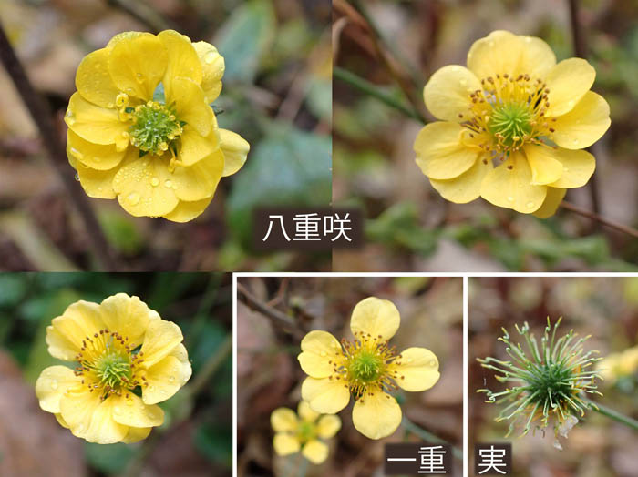 photo7八重咲のダイコンソウ