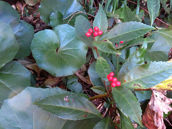 photoセンリョウ実