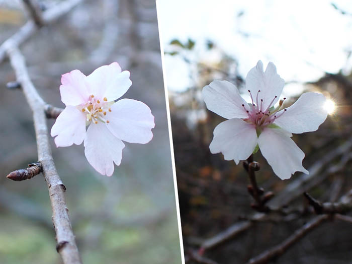 photo10コバザクラ（冬桜）