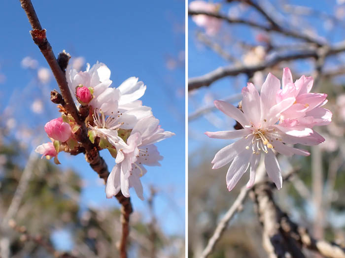photo11穂咲彼岸八重桜