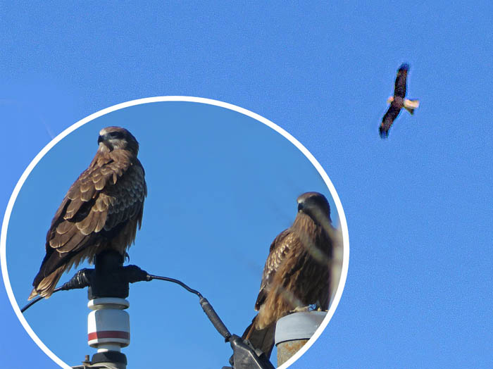 photo15トビは何を狙っているのか