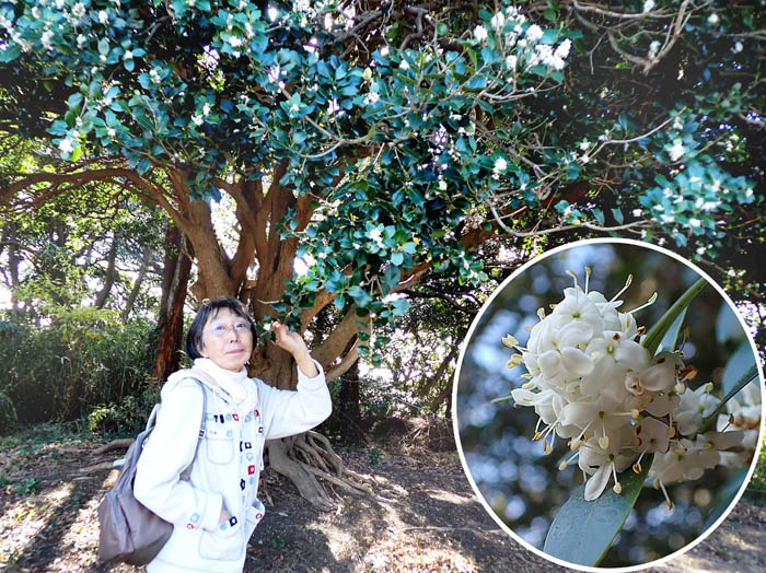 photo16爽やかな香りのギンモクセイ