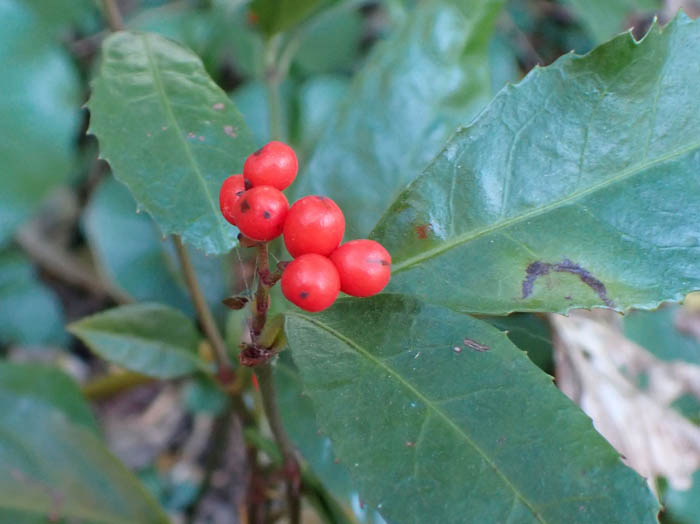 photoセンリョウ実