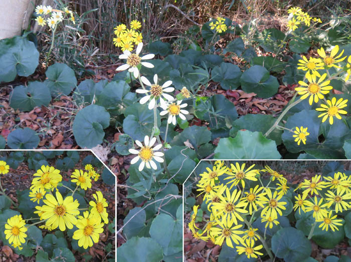 photo2ツワブキも色々