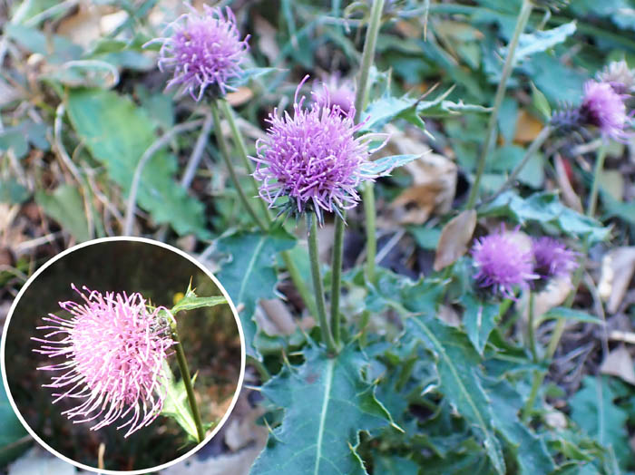 photo3棘が鋭いタイアザミらしい