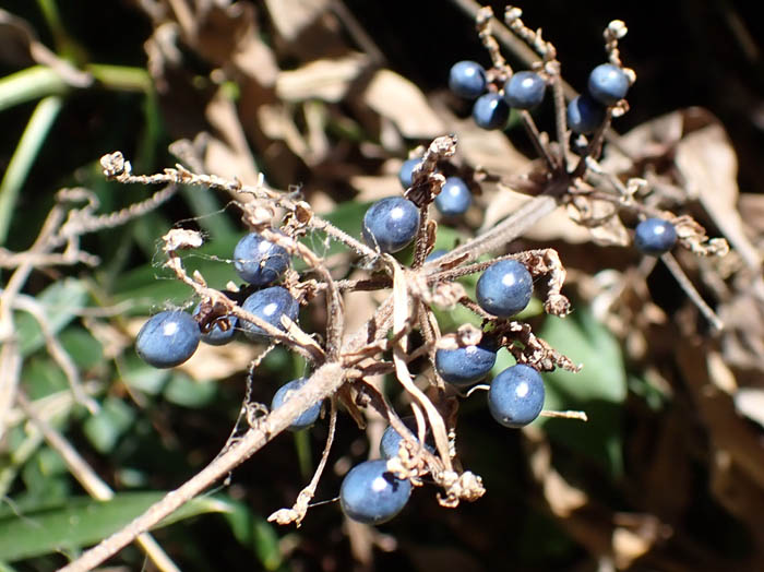 photoヤブミョウガ