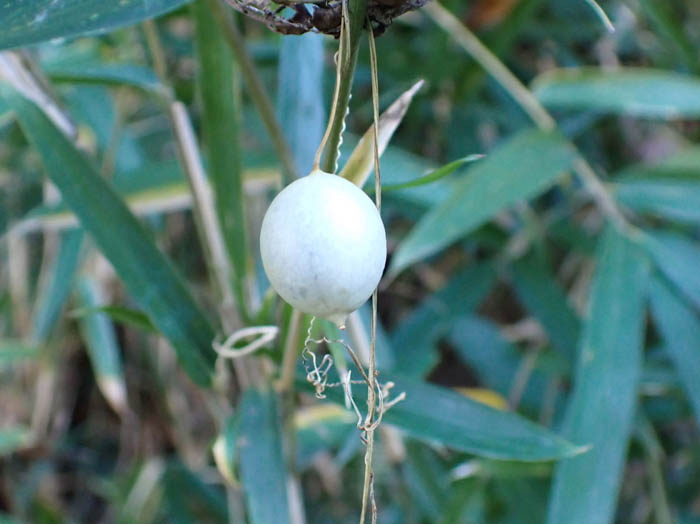 photoスズメウリ