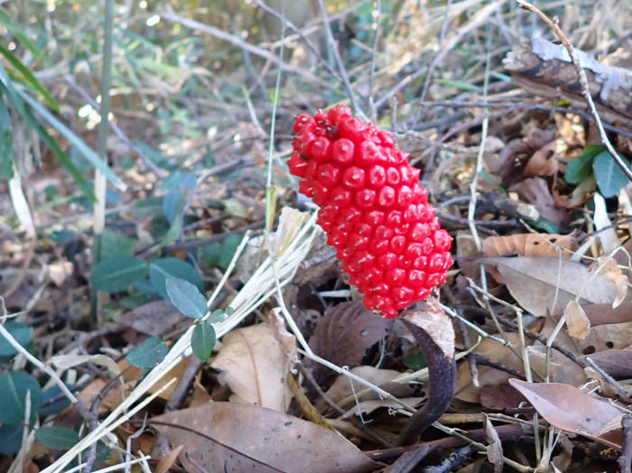 photoウラシマソウ