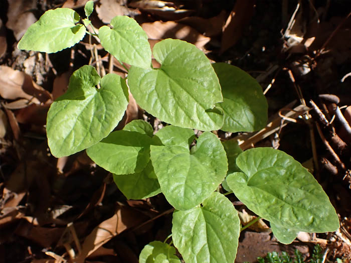 photo6ツルギキョウ