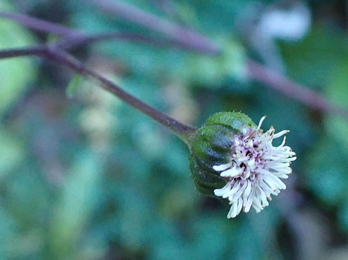 photo8オカダイコン