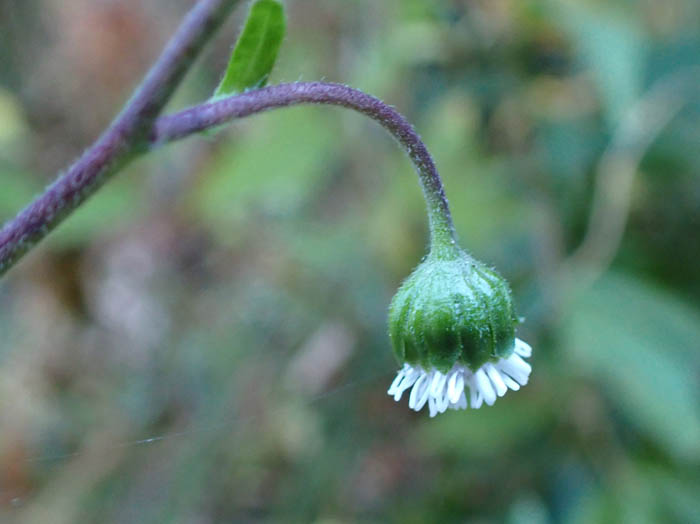 photo8オカダイコン