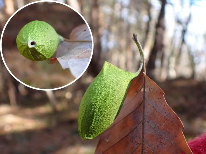 photo10葉と一緒に落ちたウスタビガ繭