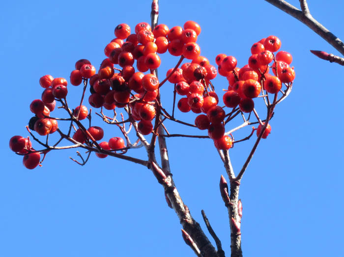 photoミヤマウメモドキ