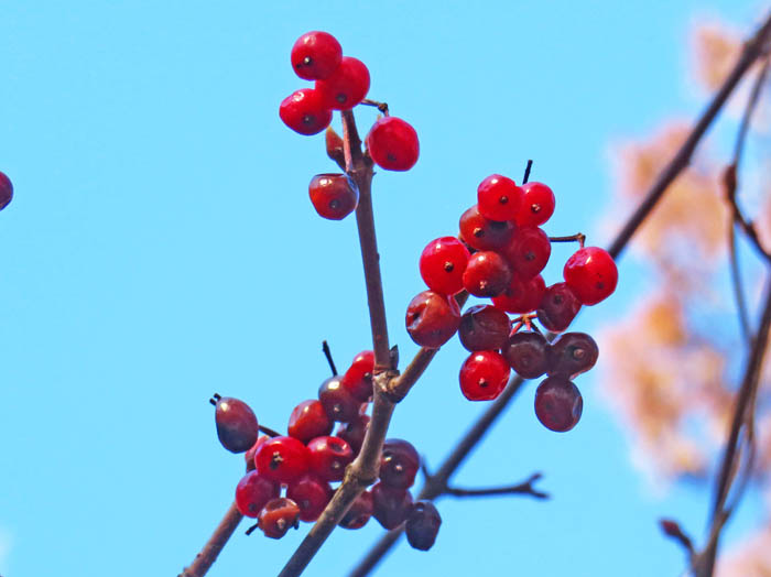 photoミヤマガマズミ