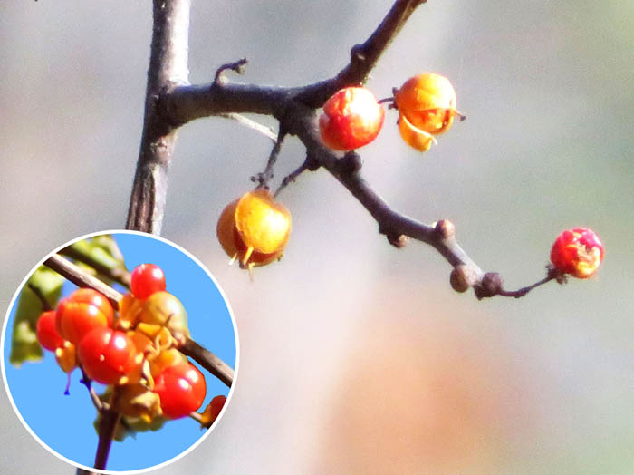 photoツルウメモドキ