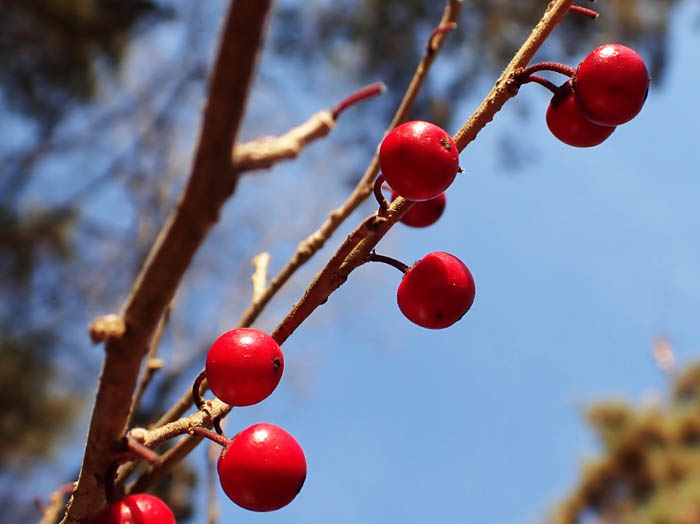 photoウメモドキ