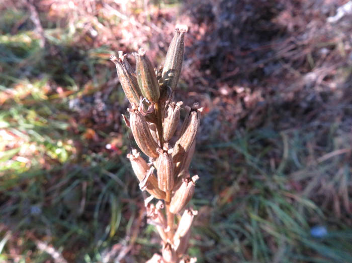 photoマツヨイグサ