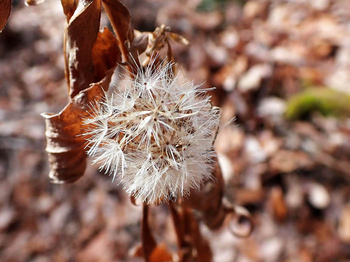 photoアキノキリンソウ