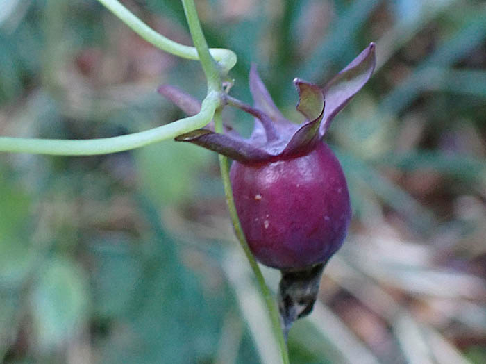 photoツルギキョウ実