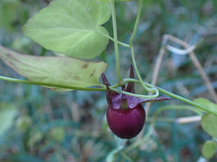 photoツルギキョウ実