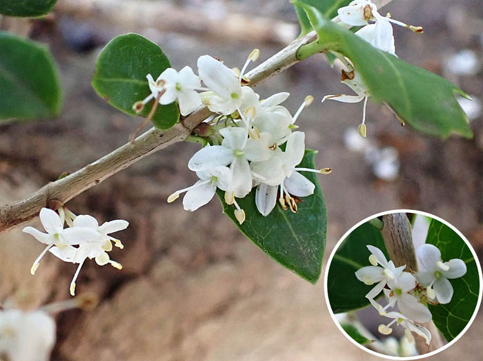 photo14ギンモクセイ